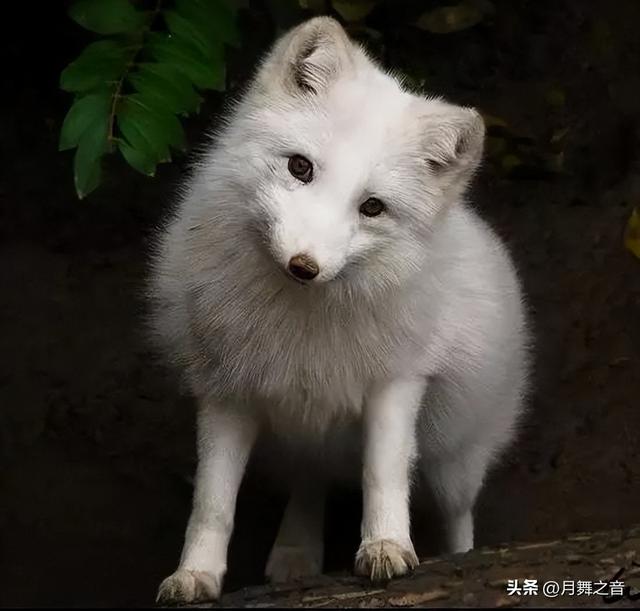 店怪兽数据可靠吗,店怪兽app