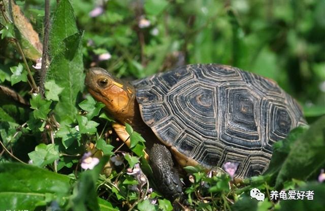 哪个生肖不宜养龟,哪个生肖不宜养龟_风水