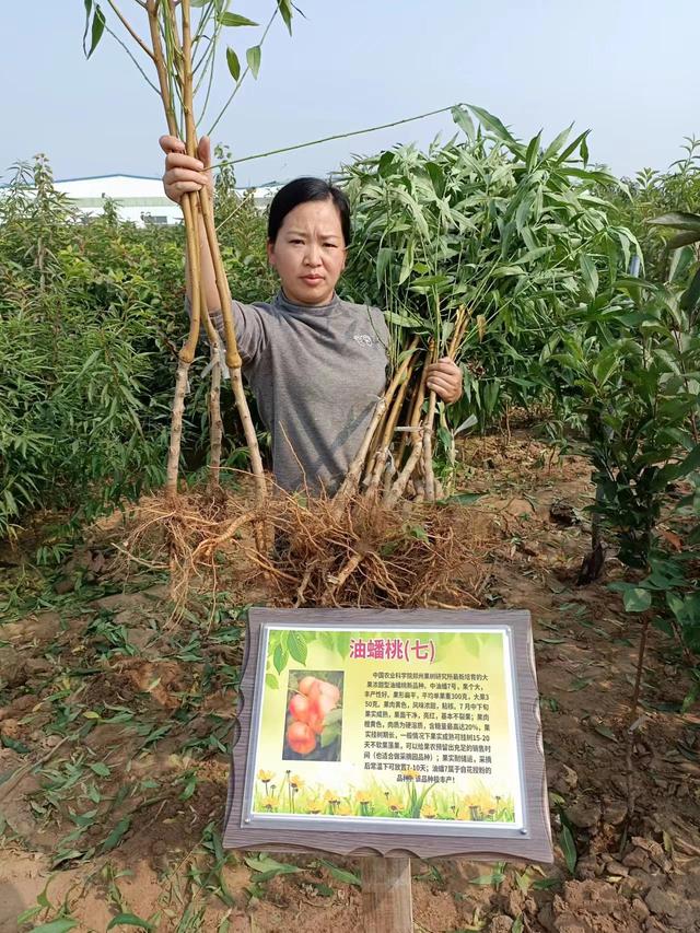 科迪亚车厘子是什么品种,科迪亚车厘子多少钱一斤