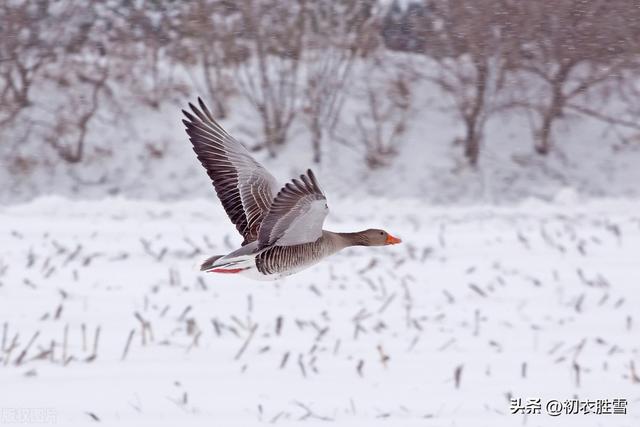 喜鹊好兆头的诗句今朝喜鹊傍人飞,应是狂夫走马归,今朝喜鹊傍人飞,应是狂夫走马归的意思