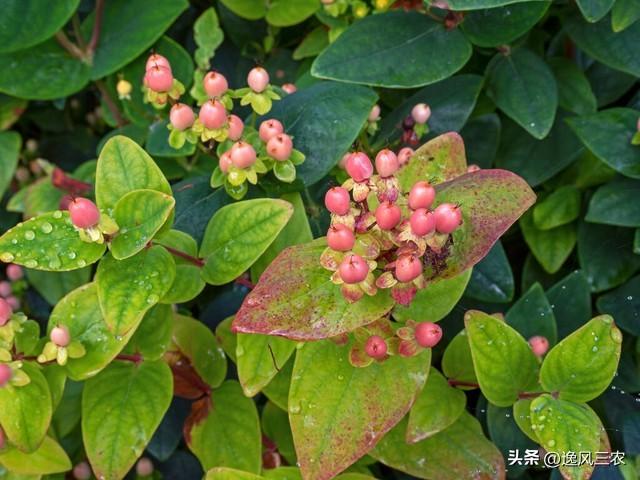 芽苗菜生产设备一套得多少钱,芽苗菜市场前景如何