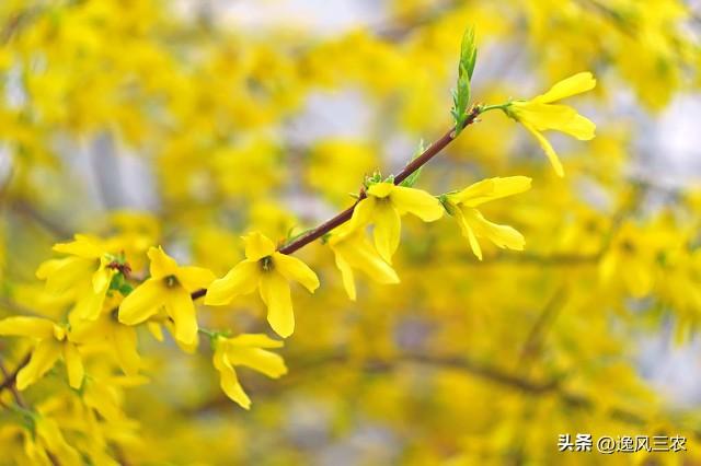 芽苗菜生产设备一套得多少钱,芽苗菜市场前景如何