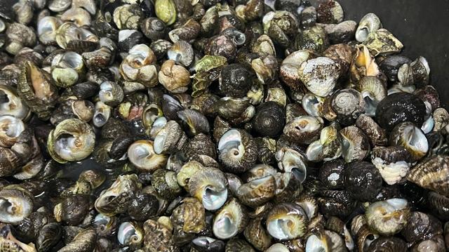 海螺冷水下锅蒸多少分钟,海螺冷水下锅蒸多少分钟能熟