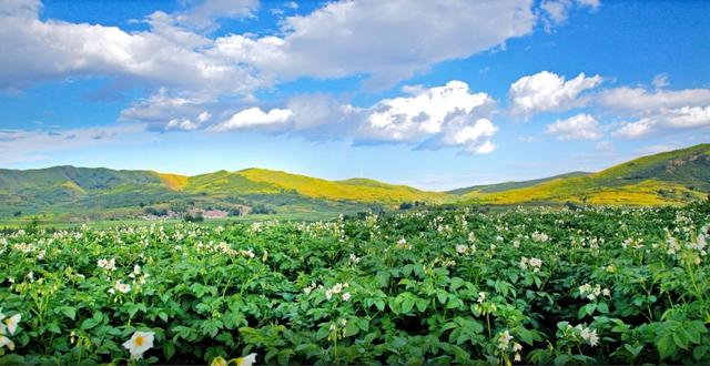 色影无忌_二手,夜来香高清在线观看