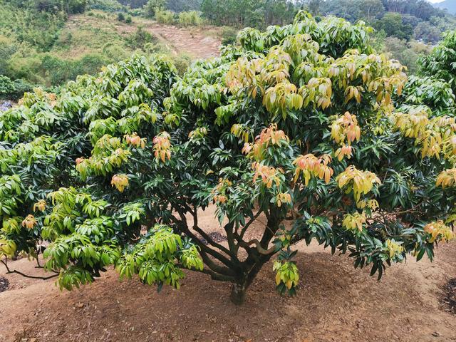 弄死大树最简单方法,杀死大树的最好最快的农药