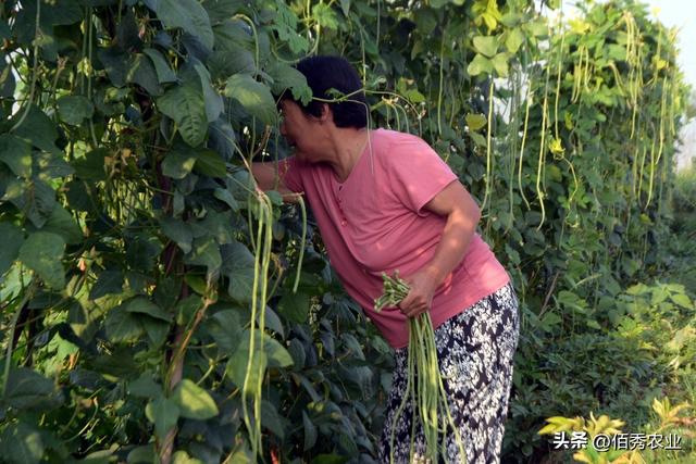 甲维·茚虫威对人的危害安全期,甲维带虫威打什么虫