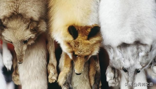 店怪兽数据可靠吗,店怪兽app