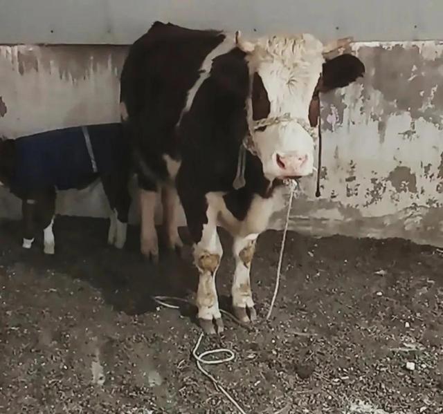 肉牛小牛犊多少钱一头,肉牛养殖项目可行性报告