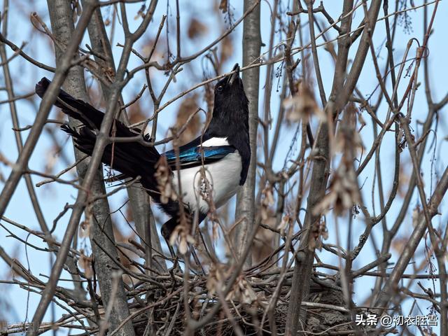 喜鹊好兆头的诗句今朝喜鹊傍人飞,应是狂夫走马归,今朝喜鹊傍人飞,应是狂夫走马归的意思