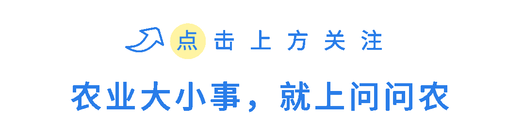 辣椒的生长过程图片,辣椒的种植过程和生长过程