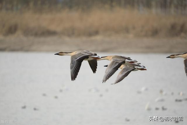 喜鹊好兆头的诗句今朝喜鹊傍人飞,应是狂夫走马归,今朝喜鹊傍人飞,应是狂夫走马归的意思