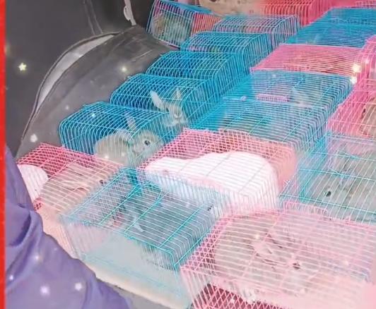 种兔厂家供应信息,种兔批发