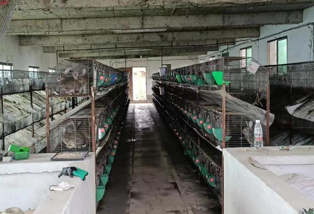 种兔厂家供应信息,种兔批发