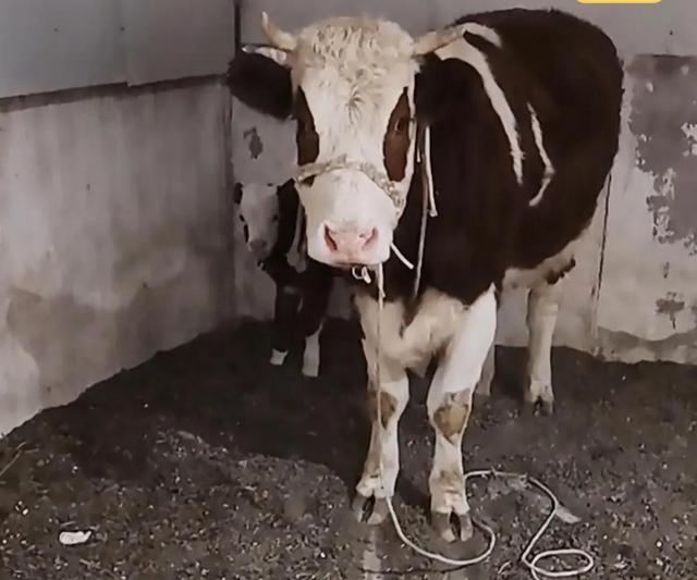 肉牛小牛犊多少钱一头,肉牛养殖项目可行性报告