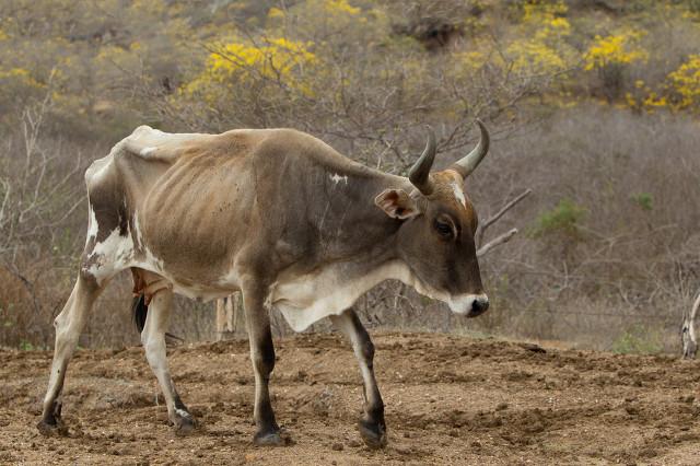 肉牛小牛犊多少钱一头,肉牛养殖项目可行性报告