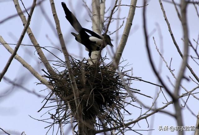喜鹊好兆头的诗句今朝喜鹊傍人飞,应是狂夫走马归,今朝喜鹊傍人飞,应是狂夫走马归的意思