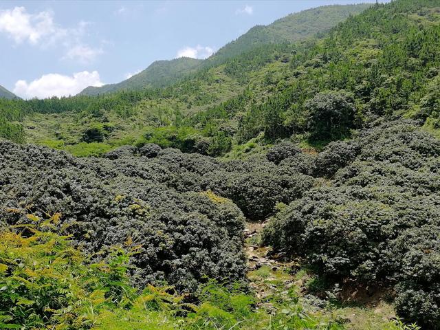 弄死大树最简单方法,杀死大树的最好最快的农药