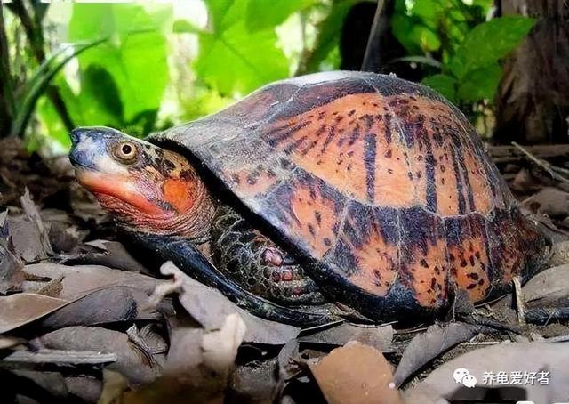 哪个生肖不宜养龟,哪个生肖不宜养龟_风水