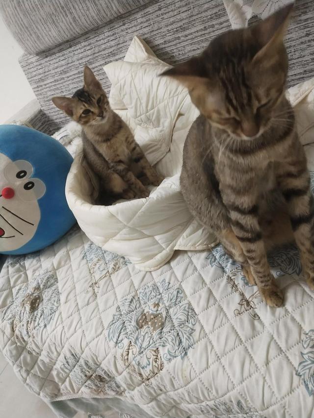 生孩子不痛的人的特征,孕妇做内检疼的大叫