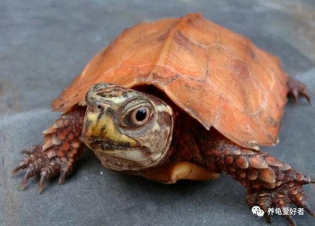 哪个生肖不宜养龟,哪个生肖不宜养龟_风水