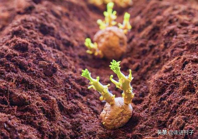 土豆的种植方法和时间,土豆的种植方法和时间视频