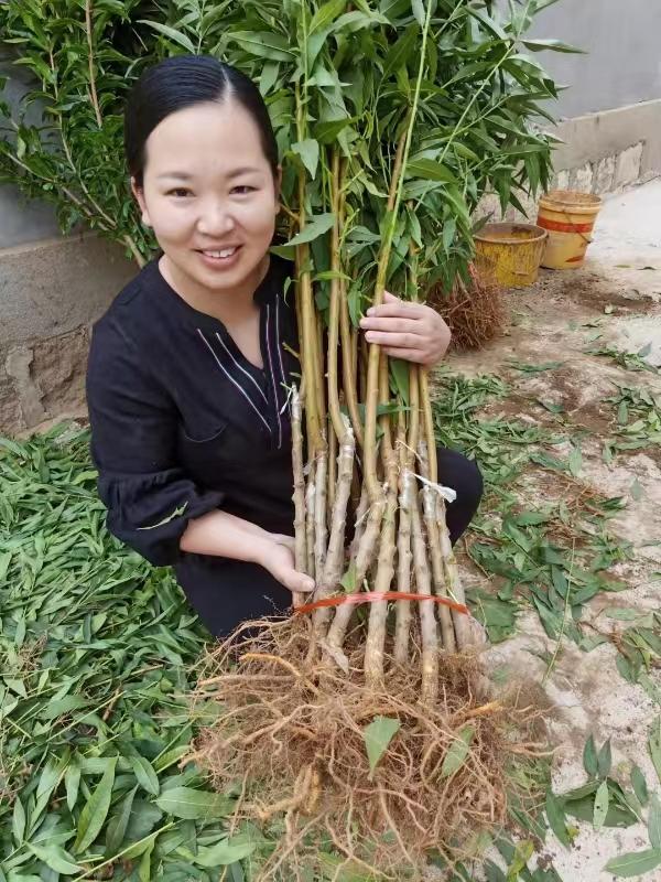科迪亚车厘子是什么品种,科迪亚车厘子多少钱一斤