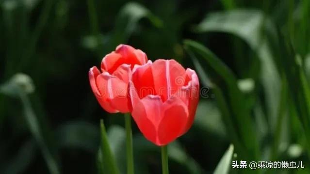 人禽交互a,人和禽类