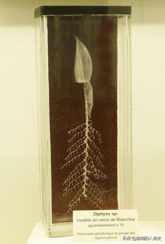 生物分类三域六界系统,生物的分类方法有三种