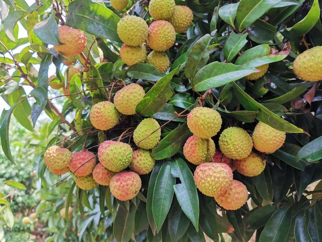 弄死大树最简单方法,杀死大树的最好最快的农药