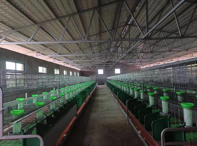 种兔厂家供应信息,种兔批发