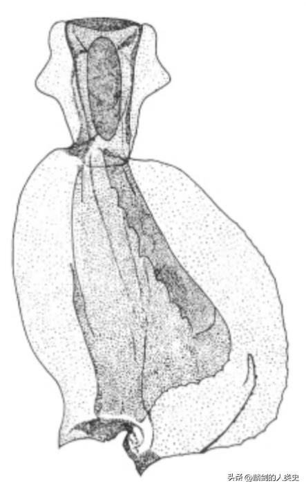 生物分类三域六界系统,生物的分类方法有三种