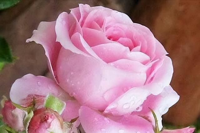 属什么的双鱼座命最差,属什么的双鱼座命最好