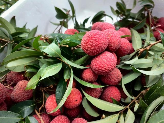 弄死大树最简单方法,杀死大树的最好最快的农药