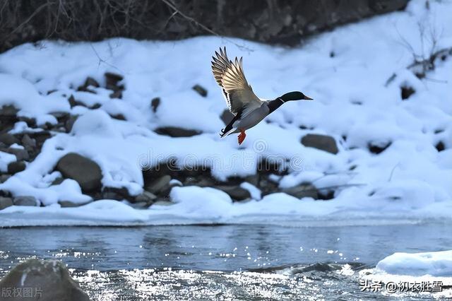 喜鹊好兆头的诗句今朝喜鹊傍人飞,应是狂夫走马归,今朝喜鹊傍人飞,应是狂夫走马归的意思