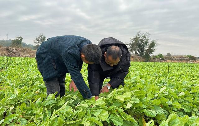 成为多多买菜供应商有哪些费用,怎样加入多多买菜平台卖货