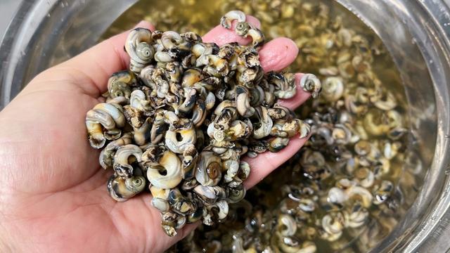 海螺冷水下锅蒸多少分钟,海螺冷水下锅蒸多少分钟能熟