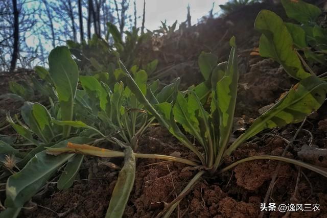 芽苗菜生产设备一套得多少钱,芽苗菜市场前景如何