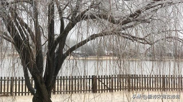 采薇节选及翻译六年级下册,采薇节选翻译六年级下册拼音