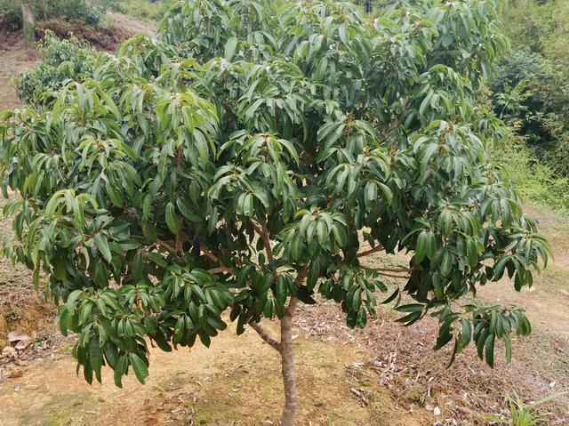弄死大树最简单方法,杀死大树的最好最快的农药