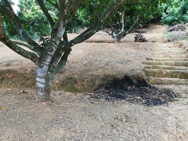 弄死大树最简单方法,杀死大树的最好最快的农药