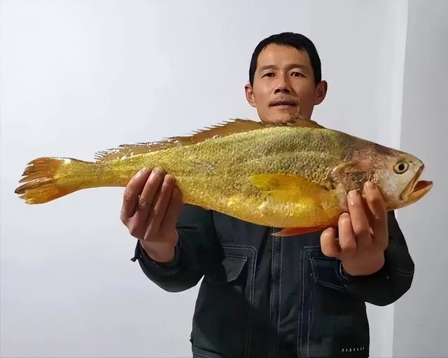 钓黄尾鱼的技巧和方法,钓黄尾鱼绝杀饵料配方
