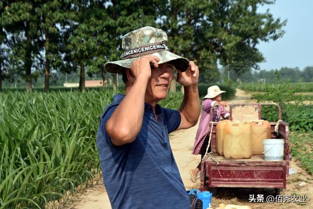 甲维茚虫威能打什么虫安全期,甲维茚虫威注意事项