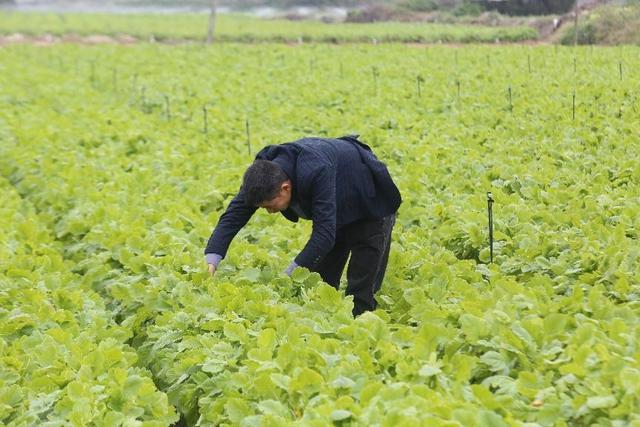 成为多多买菜供应商有哪些费用,怎样加入多多买菜平台卖货