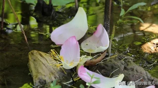 人禽交互a,人和禽类