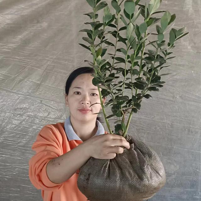 科迪亚车厘子是什么品种,科迪亚车厘子多少钱一斤