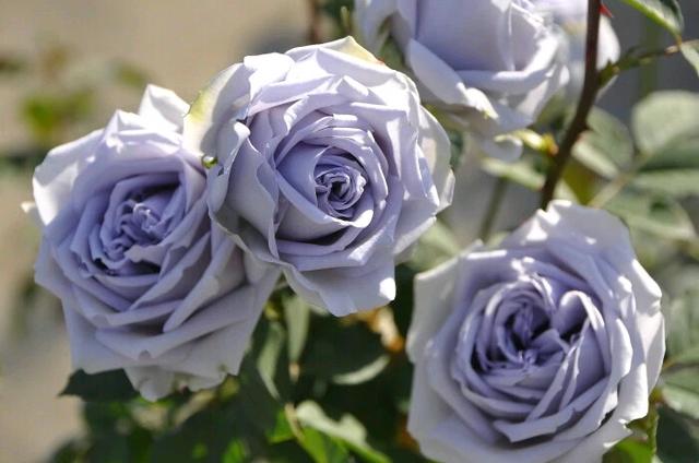 属什么的双鱼座命最差,属什么的双鱼座命最好