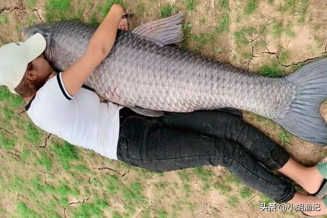 青鱼石吊坠图片大全，50斤青鱼石价格