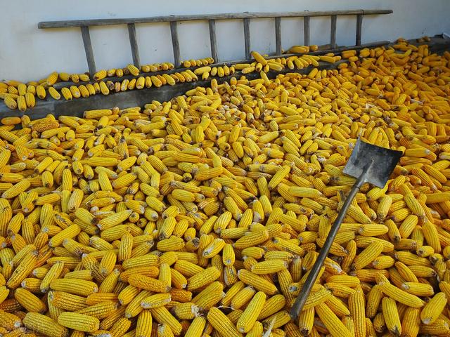 废铁回收价格今日价，今天玉米多少钱一斤