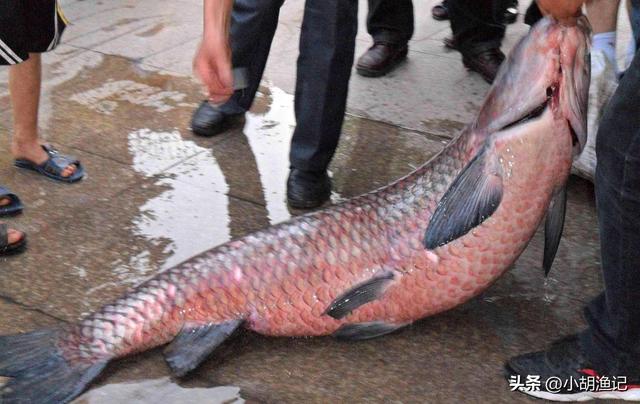 青鱼石吊坠图片大全，50斤青鱼石价格