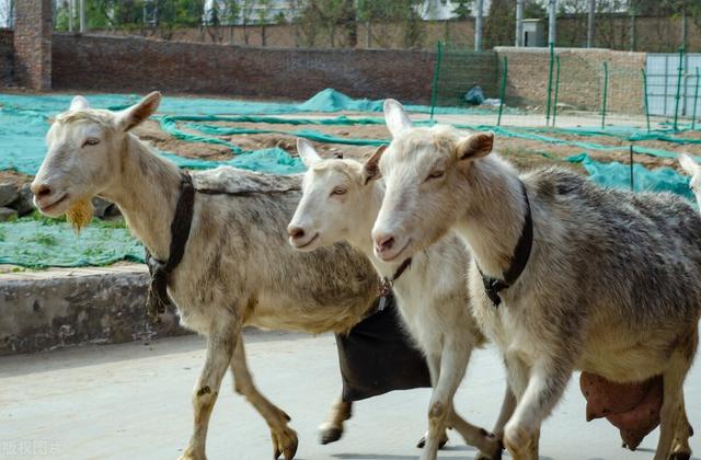 羊有几个胃_分别是,羊有几个胃_分别是图片